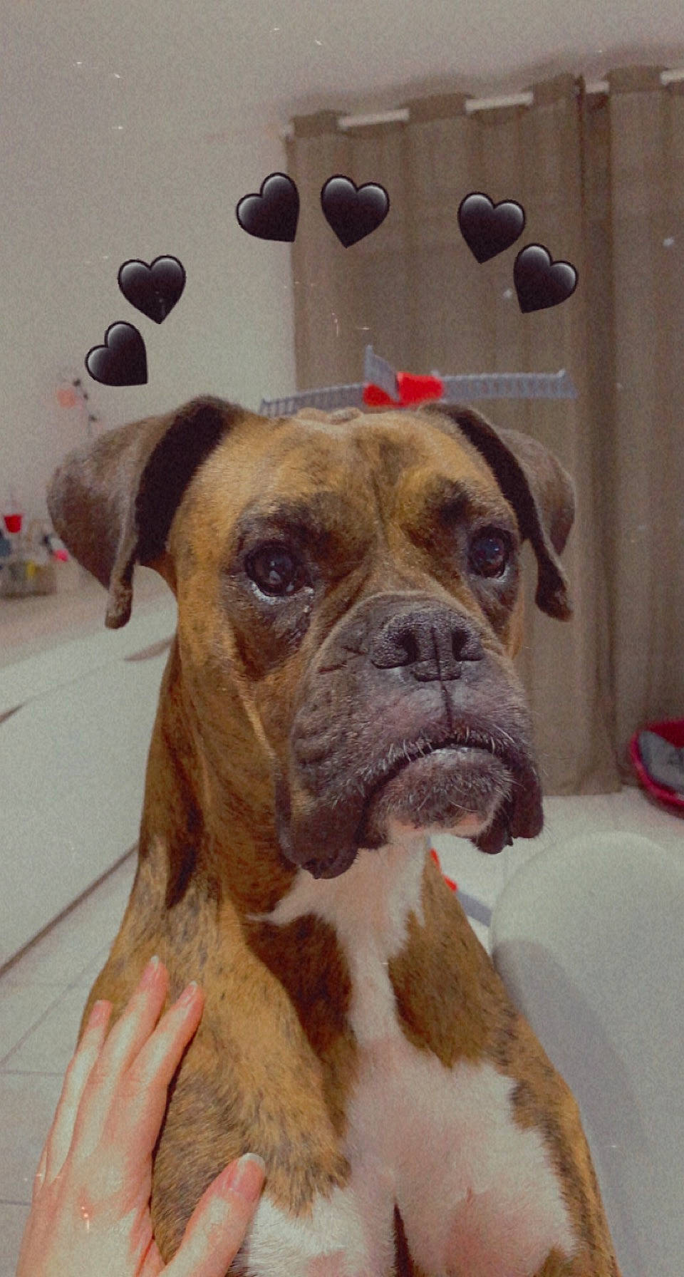 Kally a rejoint le concours — aidez-le/la à gagner de superbes lots ! ancient_dog_breeds, boxer, canidae, carnivore, collar, companion_dog, dog, dog_breed, fawn, fur, giant_dog_breed, guard_dog, liver, molosser, snout, sporting_group, whiskers, working_animal, working_dog, wrinkle