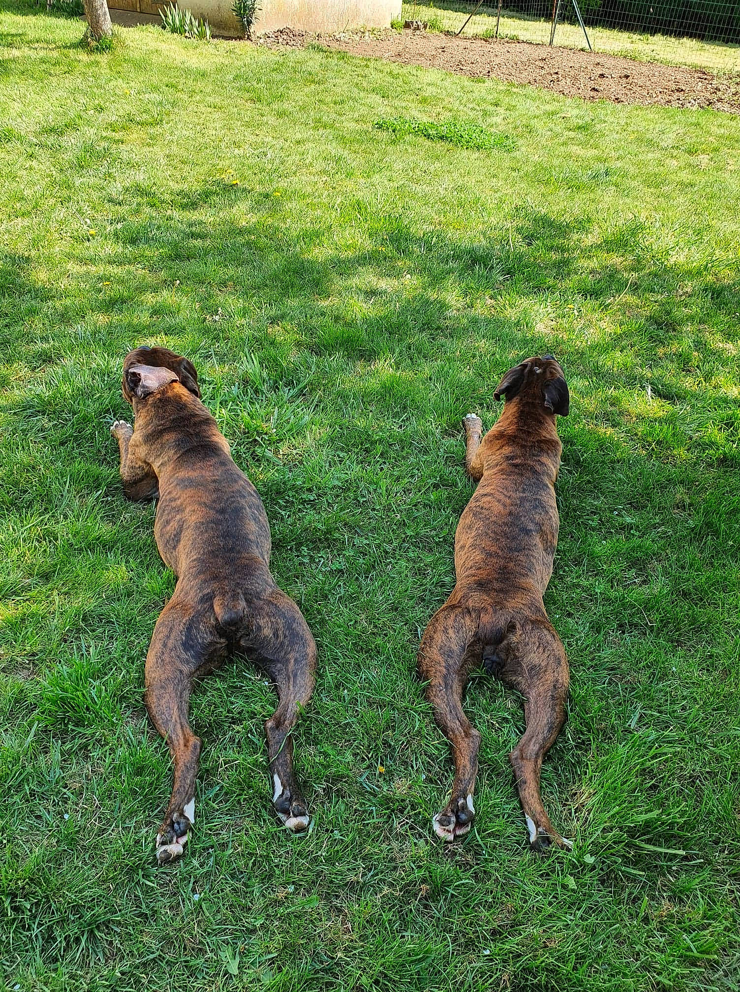 Kally a rejoint le concours — aidez-le/la à gagner de superbes lots ! canidae, carnivore, companion_dog, dog, dog_breed, fawn, grass, grassland, groundcover, hunting_dog, liver, plant, sporting_group, tail, terrestrial_animal, treeing_tennessee_brindle, wildlife, working_animal, working_dog