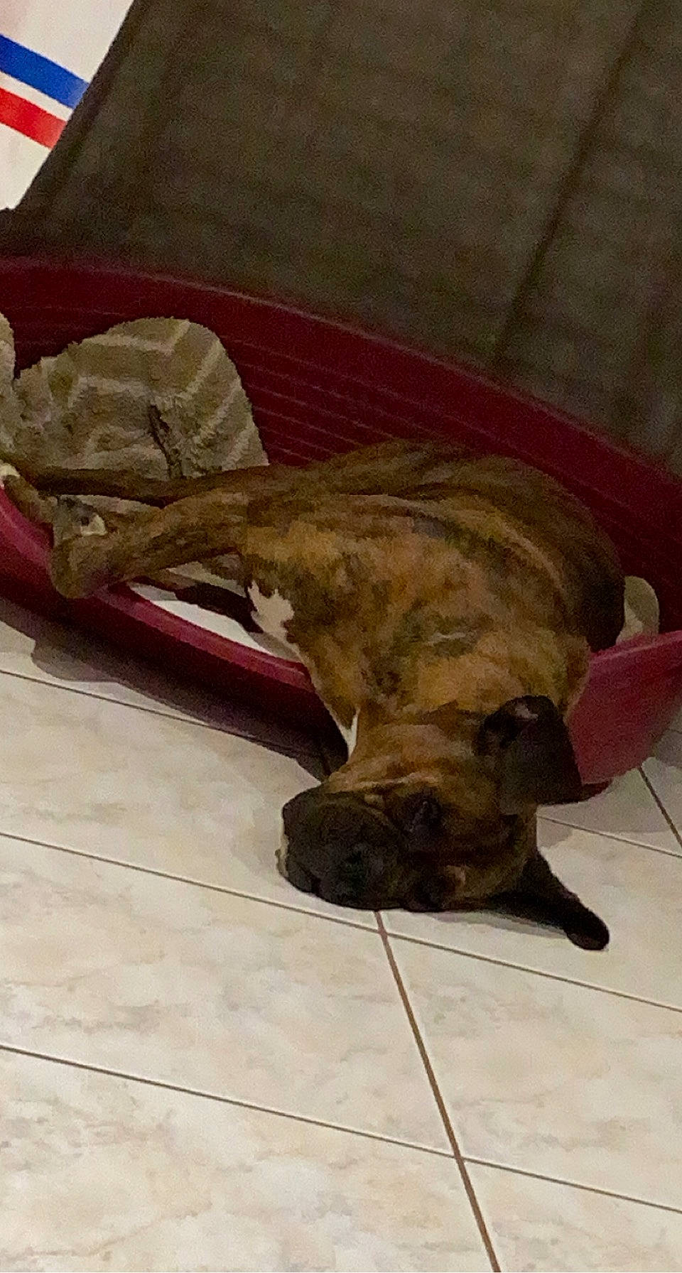 Kally participe au concours pour gagner de l'argent avec cette photo : art, canidae, carmine, carnivore, comfort, companion_dog, dog, dog_breed, fawn, felidae, floor, flooring, fur, hardwood, liver, mammal, sporting_group, terrestrial_animal, wood, working_animal