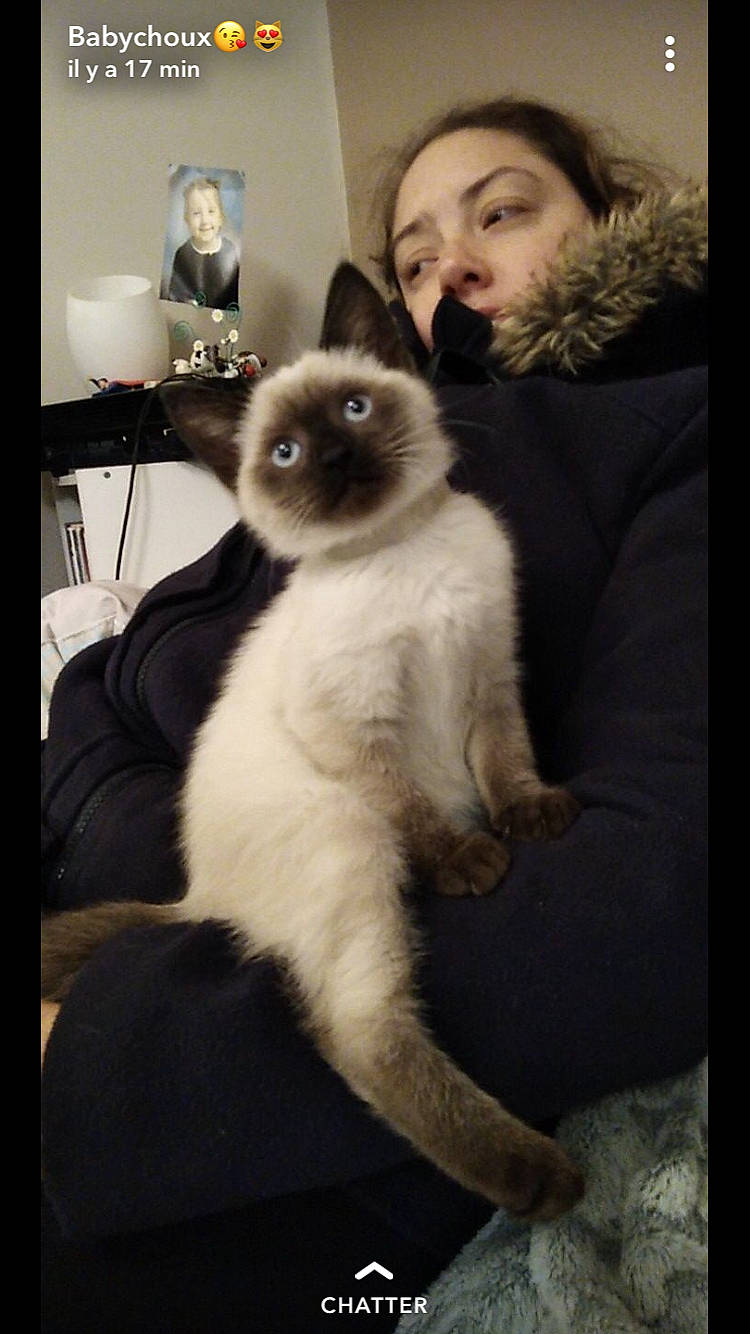 Mugen a rejoint le concours — aidez-le/la à gagner de superbes lots ! beard, birman, carnivore, cat, companion_dog, eye, fawn, felidae, fur, hair, ragdoll, siamese, small_to_medium_sized_cats, smile, snapshot, snout, terrestrial_animal, thai, tonkinese, whiskers