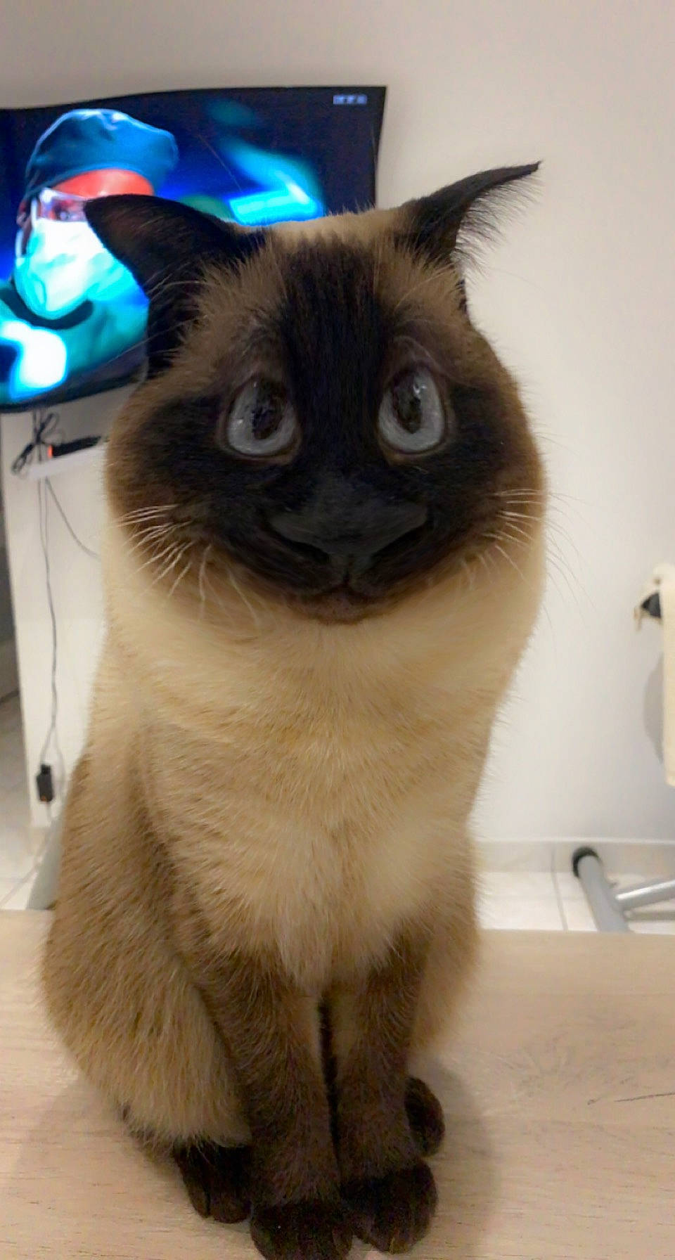 Mugen participe au concours pour gagner de l'argent avec cette photo : carnivore, cat, domestic_short_haired_cat, electric_blue, fawn, felidae, flooring, fur, household_supply, paper_towel, siamese, small_to_medium_sized_cats, snout, tail, thai, toilet_paper, whiskers