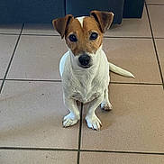 Nino a rejoint le concours — aidez-le/la à gagner de superbes lots ! dog, jack_russell_terrier, pet, animal, sitting, floor, tile_floor, indoor, brown_and_white, ears, tail, cute, alert, looking_at_camera, companion, household, canine, fur, domestic_animal, portrait