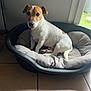 dog, jack_russell_terrier, pet_bed, indoor, floor, window, curious, white_fur, brown_fur, cozy, resting, animal, canine, cushion, tile_floor, domestic, looking, ears, tail, house