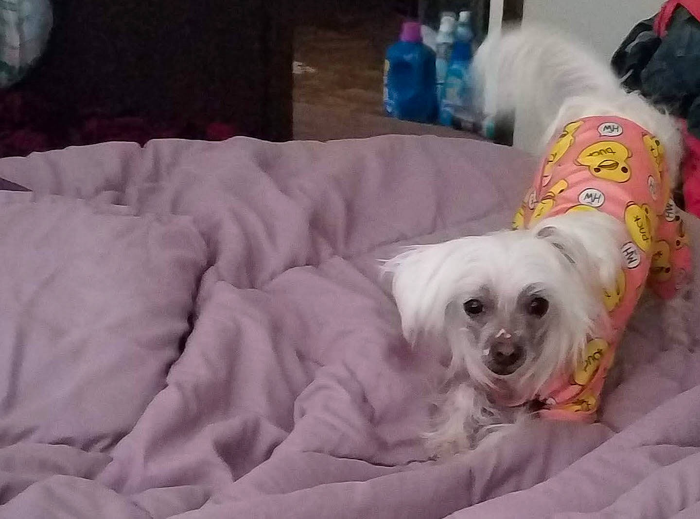 Lil Miss is registered to the contest to win money with this photo: bed, bedding, blanket, canidae, carnivore, comfort, companion_dog, couch, dog, dog_breed, dog_supply, fur, linens, nap, non_sporting_group, small_terrier, sporting_group, terrier, toy_dog, working_animal