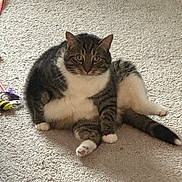 Ferdinand joined the competition — help win amazing prizes! animal, carpet, cat, cute, domestic, ears, feline, fur, home, indoor, looking, pet, relaxed, sitting, striped, tabby, tail, toys, whiskers, white_paws