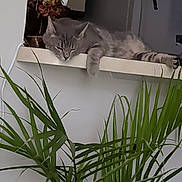 Cammy is registered to the contest to win money with this photo: background, cat, cozy, domestic_cat, feline, fur, gray_tabby, green_leaves, home, houseplant, indoor, kitchen_counter, paw, plant, quiet, relaxation, resting, sleeping, whiskers, window