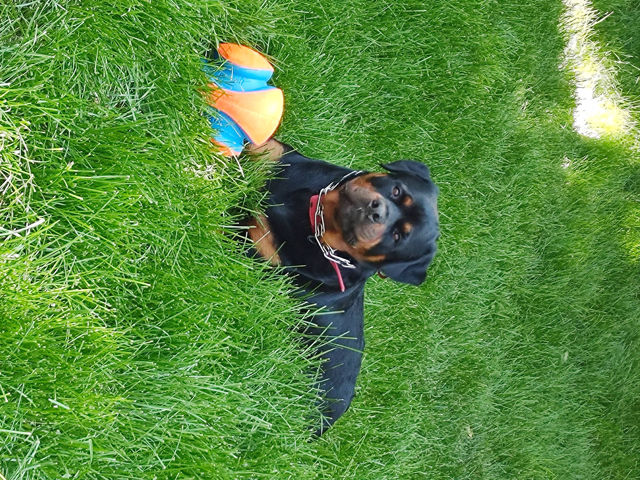 Tiana is registered to the contest to win money with this photo: carnivore, dog, dog_breed, electric_blue, fun, grass, grass_family, grassland, groundcover, happy, hat, leisure, meadow, people_in_nature, plant, recreation, shrub, sporting_group, sunglasses, tree