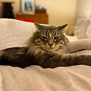 Mittens is registered to the contest to win money with this photo: animal, bed, blanket, cat, closeup, comfort, cozy, furniture, furry, gray_fur, home, indoor, pet, portrait, relaxed, resting, sleepy, soft_texture, tabby_cat, warm_light