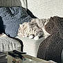 Mittens joined the competition — help win amazing prizes! blanket, cat, couch, cozy, domestic_animal, fluffy, furniture, gray_couch, home, indoor, knit, living_room, peaceful, pet, pillow, quiet, relaxing, resting, sleeping, sunlight