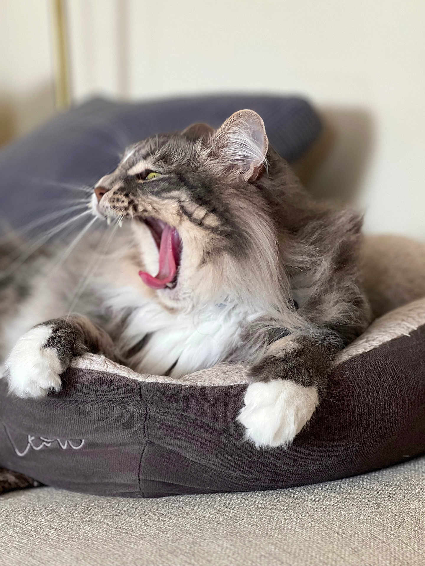 Mittens