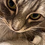 Mittens is registered to the contest to win money with this photo: animal, blanket, cat, close_up, cozy, cute, domestic, eyes, feline, fur, indoor, mammal, nose, pet, portrait, resting, soft, tabby, texture, whiskers