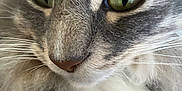 Mittens joined the competition — help win amazing prizes! animal, cat, close_up, cute, domestic_cat, face, feline, fluffy, fur, gray, green_eyes, indoor, muzzle, nose, pet, portrait, soft, whisker, whiskers, white