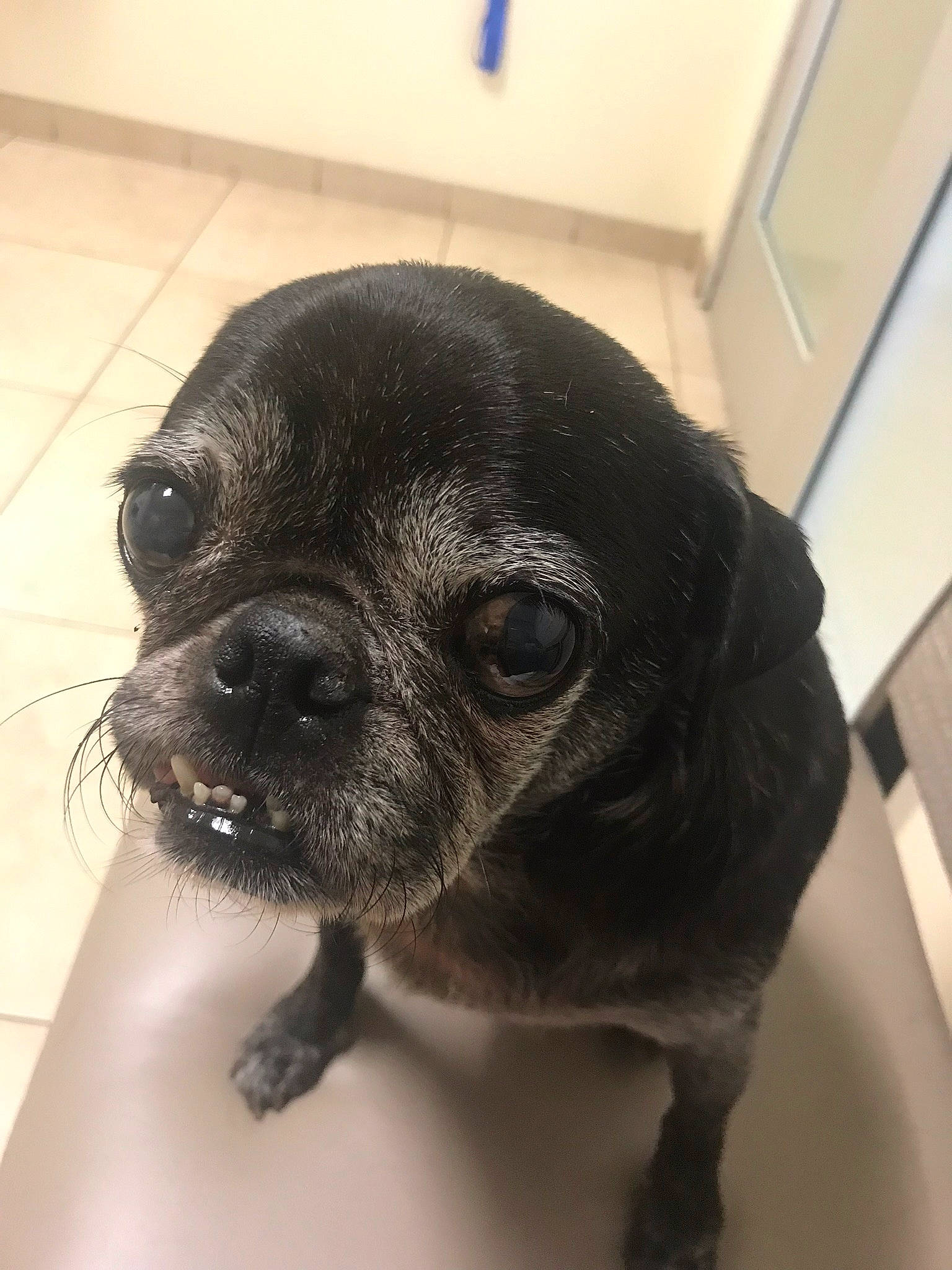 Desmond joined the competition — help win amazing prizes! boston_terrier, canidae, carnivore, companion_dog, dog, dog_breed, eye, fawn, head, mammal, nose, pug, puggle, puppy, skin, snout, sporting_group, toy_dog, vertebrate, whiskers