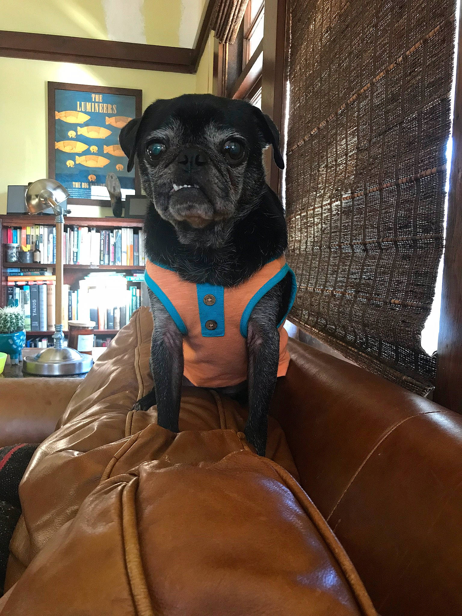 Desmond joined the competition — help win amazing prizes! canidae, carnivore, companion_dog, dog, dog_breed, fawn, patterdale_terrier, pug, snout, sporting_group