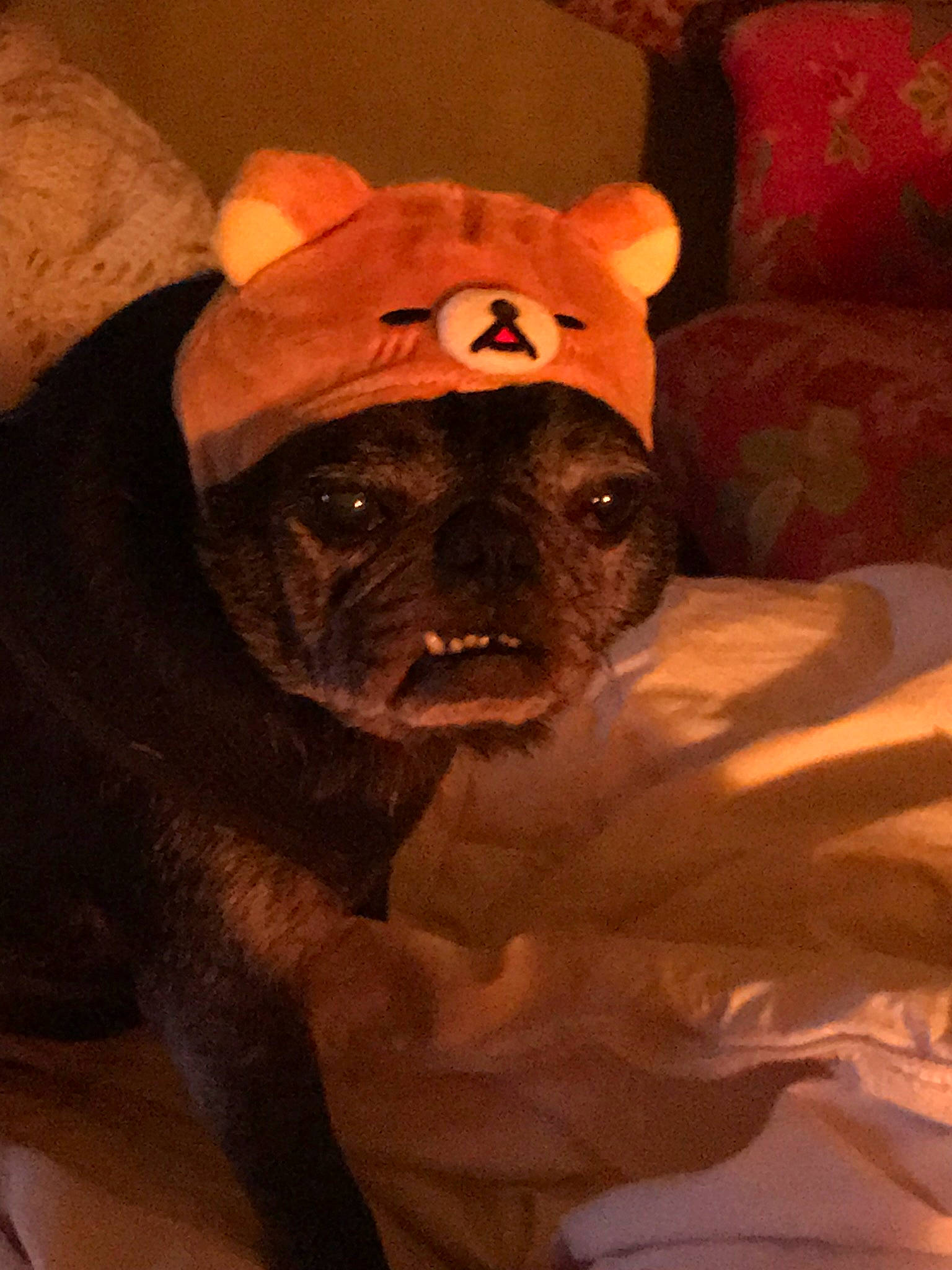 Desmond joined the competition — help win amazing prizes! american_pit_bull_terrier, canidae, carnivore, dog, dog_breed, fawn, non_sporting_group, shar_pei, snout, staffordshire_bull_terrier