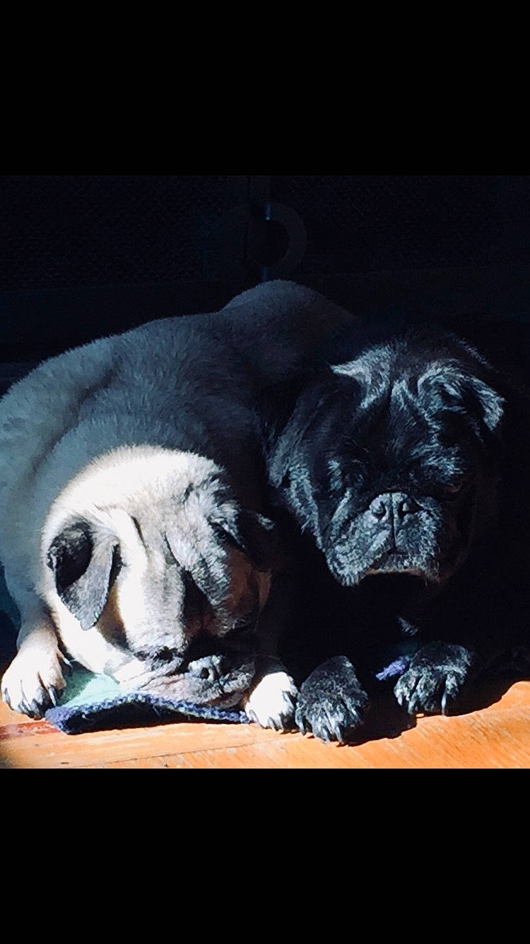 Ginger The One Eyed Pug joined the competition — help win amazing prizes! bulldog, canidae, carnivore, companion_dog, dog, dog_breed, fawn, fur, mammal, nap, non_sporting_group, nose, pug, puppy, puppy_love, snout, sporting_group, wrinkle