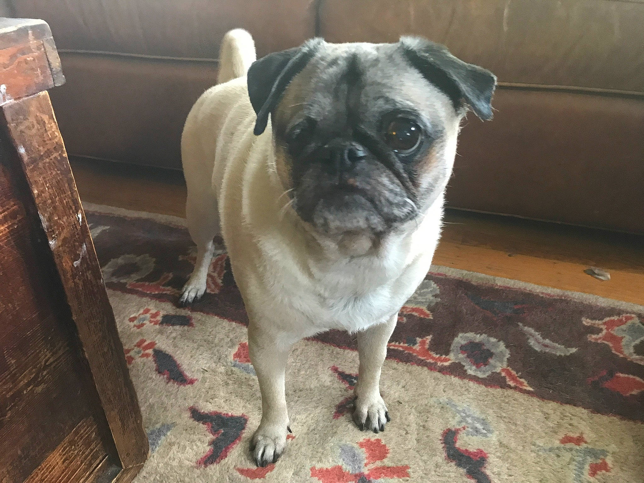 Ginger The One Eyed Pug joined the competition — help win amazing prizes! ancient_dog_breeds, canidae, carnivore, companion_dog, dog, dog_breed, fawn, mammal, pug, puggle, puppy, puppy_love, skin, snout, sporting_group, toy_dog, vertebrate, whiskers