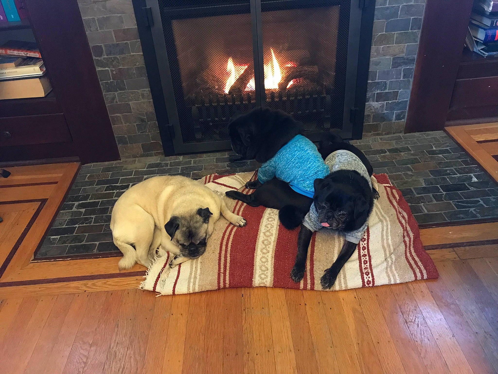 Ginger The One Eyed Pug is registered to the contest to win money with this photo: canidae, carnivore, companion_dog, dog, dog_breed, english_mastiff, fawn, floor, flooring, french_bulldog, hardwood, mammal, non_sporting_group, pug, puggle, puppy_love, sporting_group, vertebrate, wood, wood_flooring