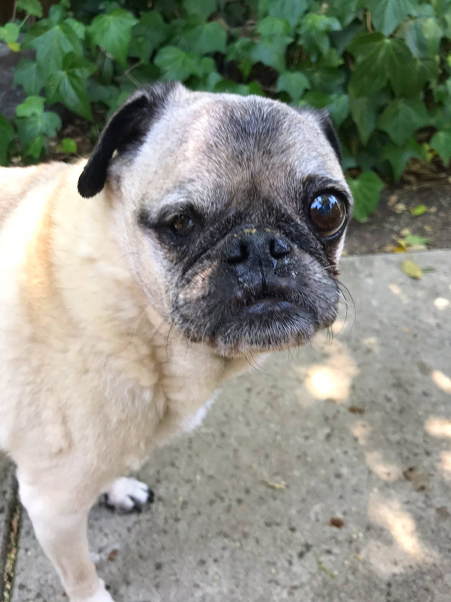 Ginger The One Eyed Pug is registered to the contest to win money with this photo: ancient_dog_breeds, canidae, carnivore, companion_dog, dog, dog_breed, eye, fawn, grass, mammal, pug, puppy, skin, snout, sporting_group, toy_dog, vertebrate, whiskers, wrinkle