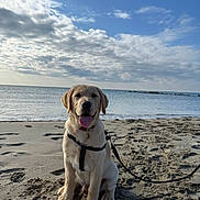 Ettore is registered to the contest to win money with this photo: dog, puppy, labrador, beach, sand, leash, sky, clouds, water, sea, sunlight, outdoor, animal, pet, sitting, happy, tongue_out, collar, nature, daytime