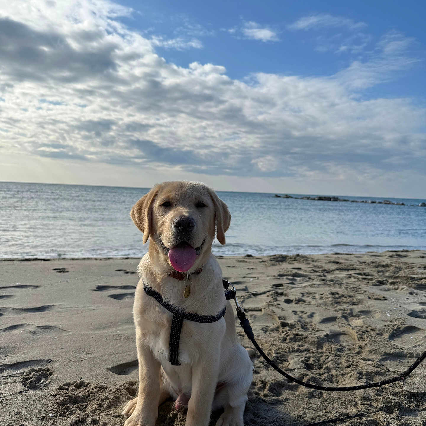 Ettore is registered to the contest to win money with this photo: animal, beach, clouds, collar, daytime, dog, happy, labrador, leash, nature, outdoor, pet, puppy, sand, sea, sitting, sky, sunlight, tongue_out, water