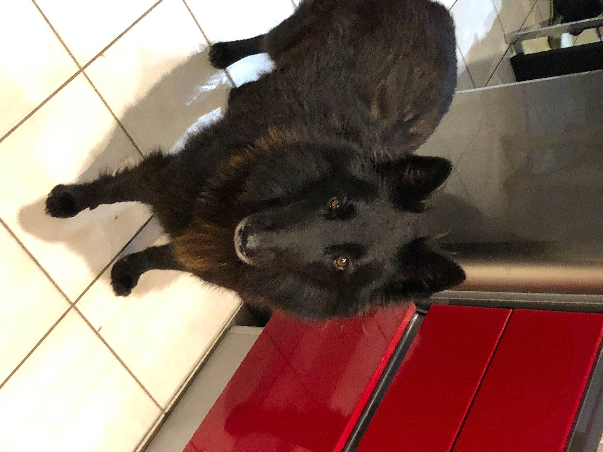 Poutchy participe au concours pour gagner de l'argent avec cette photo : black_cat, carnivore, cat, claw, companion_dog, dog_breed, domestic_short_haired_cat, felidae, flooring, fur, hardwood, liver, paw, small_to_medium_sized_cats, tail, terrestrial_animal, tile_flooring, whiskers