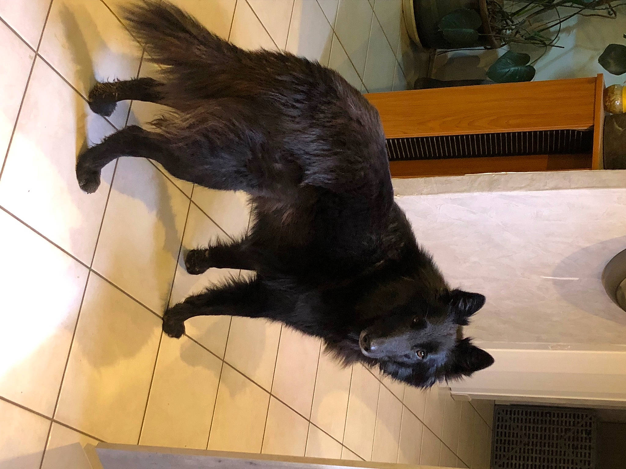 Poutchy participe au concours pour gagner de l'argent avec cette photo : black_cat, canidae, carnivore, cat, claw, companion_dog, dog_breed, domestic_short_haired_cat, felidae, floor, flooring, fur, hardwood, mammal, small_to_medium_sized_cats, snout, sporting_group, tail, whiskers, wood