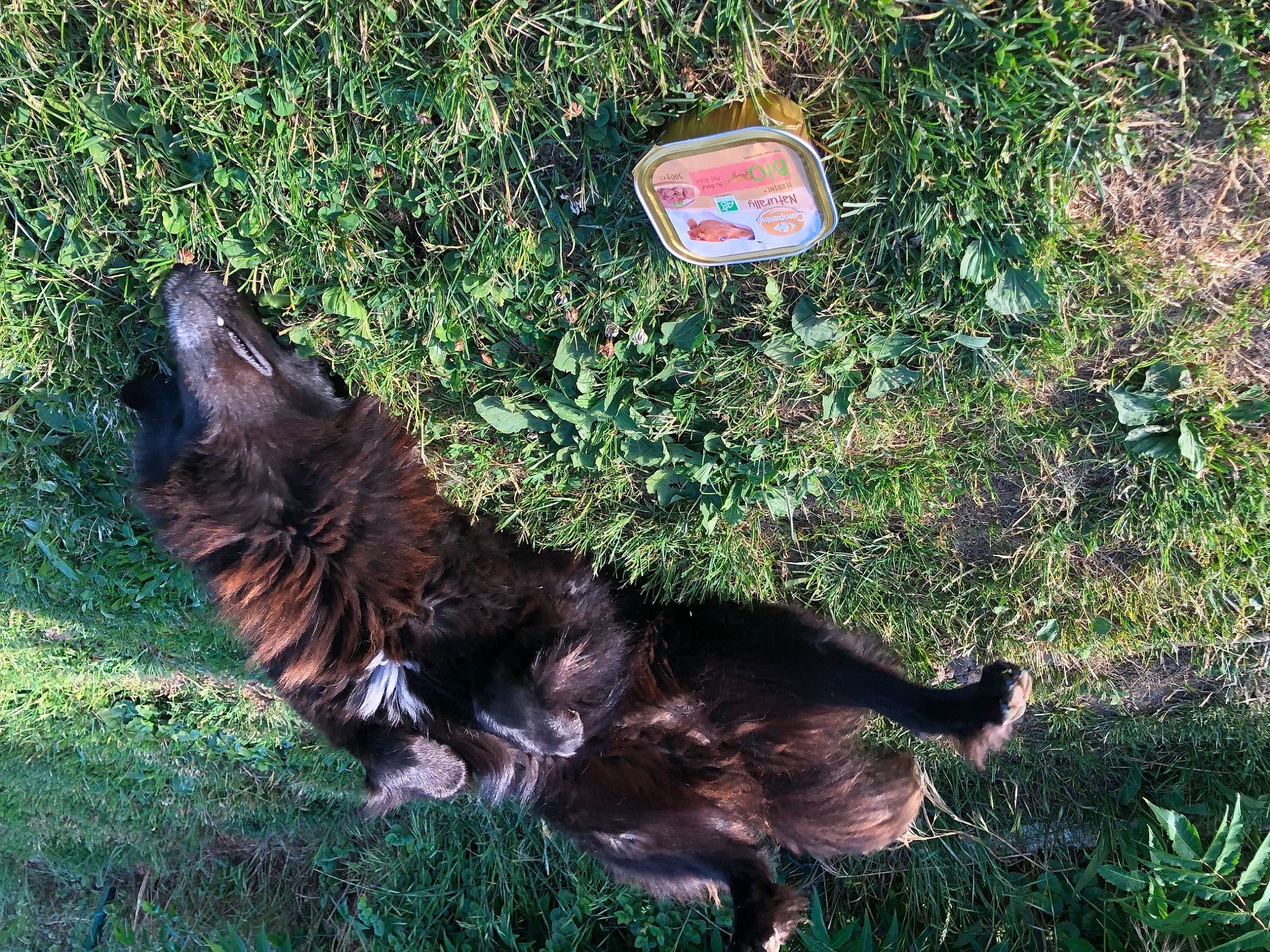 Poutchy a rejoint le concours — aidez-le/la à gagner de superbes lots ! canidae, carnivore, companion_dog, dog, dog_breed, felidae, fur, grass, groundcover, guard_dog, herding_dog, hunting_dog, liver, logo, soil, spaniel, sporting_group, tail, terrestrial_animal, working_dog