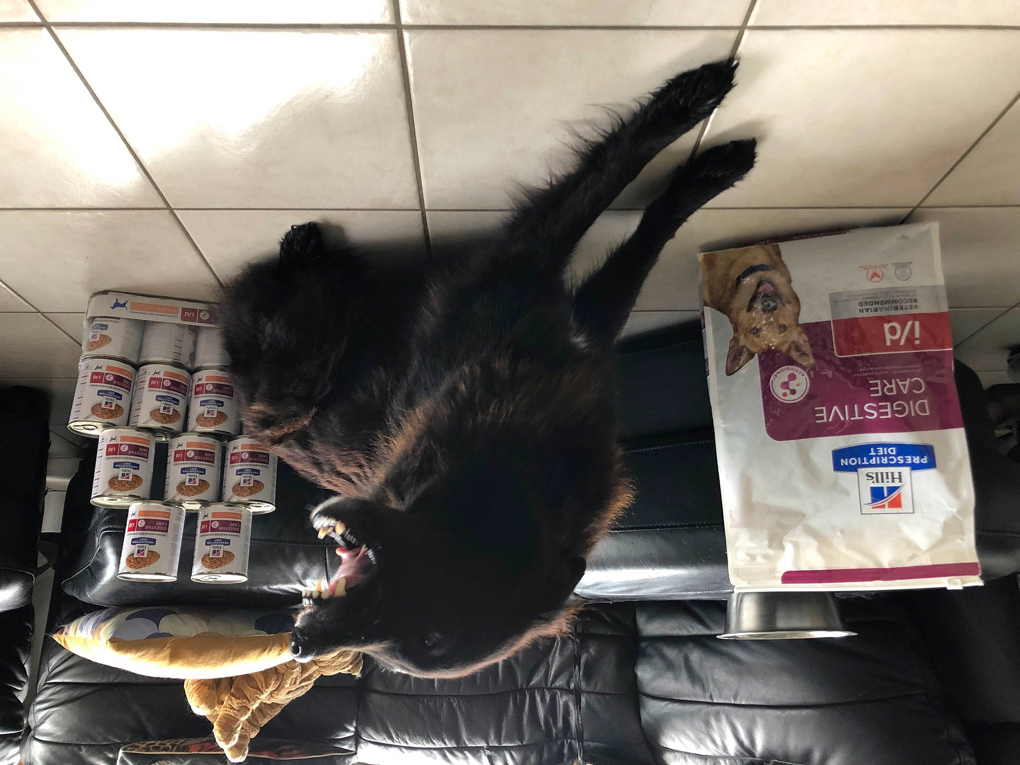 Poutchy a rejoint le concours — aidez-le/la à gagner de superbes lots ! black_cat, canidae, carnivore, cat, domestic_short_haired_cat, felidae, fur, metal, room, sitting, small_to_medium_sized_cats, sporting_group, tail, whiskers