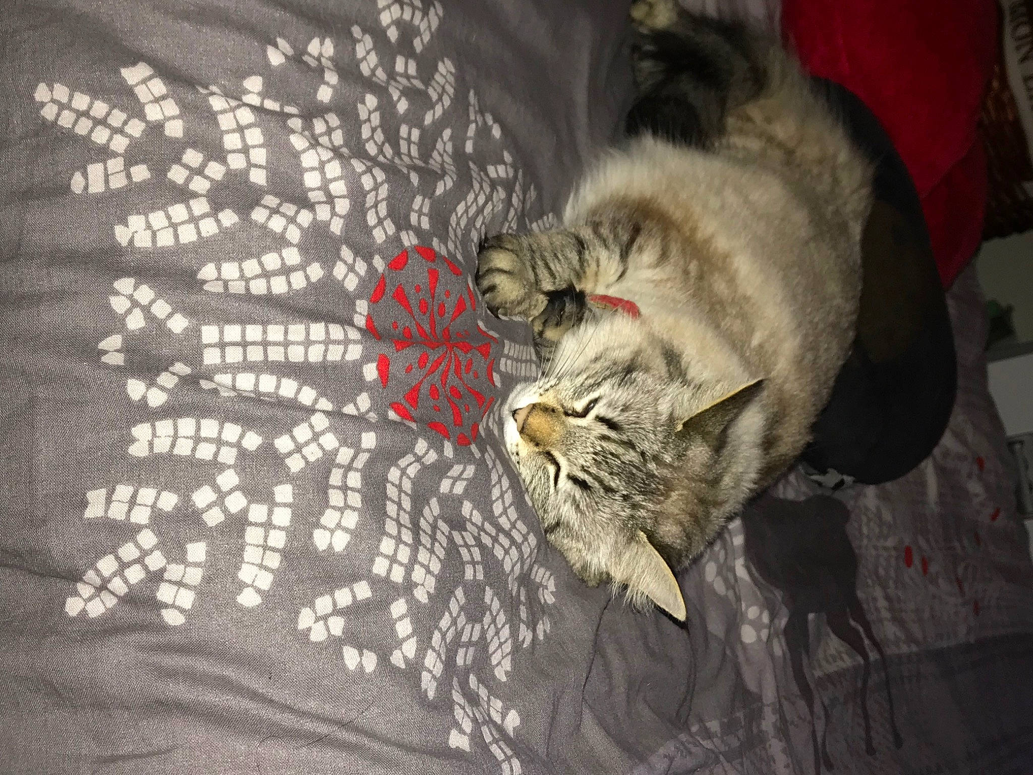 Kimi a rejoint le concours — aidez-le/la à gagner de superbes lots ! carnivore, cat, claw, comfort, darkness, domestic_short_haired_cat, felidae, fur, grey, linens, nap, pattern, paw, plant, sleep, sleeve, small_to_medium_sized_cats, tail, whiskers