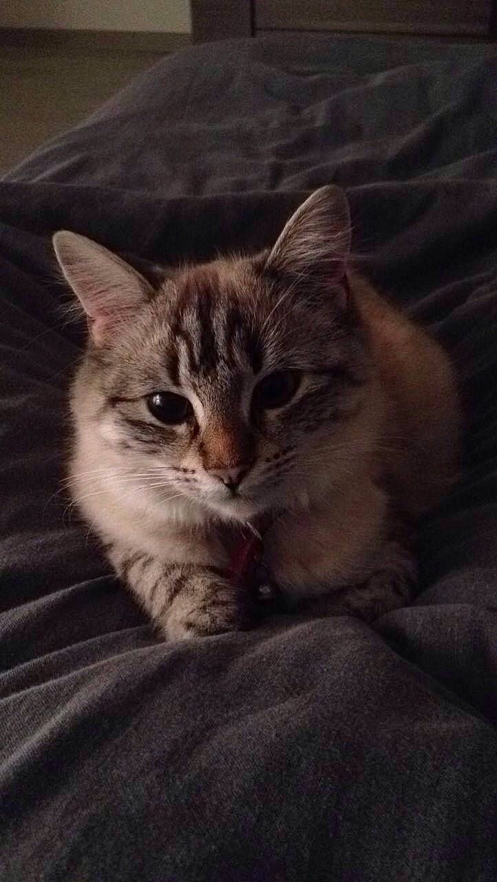 Kimi participe au concours pour gagner de l'argent avec cette photo : carnivore, cat, claw, cloud, comfort, darkness, domestic_short_haired_cat, door, felidae, fur, grey, paw, sky, small_to_medium_sized_cats, snout, tail, whiskers, wildlife, window