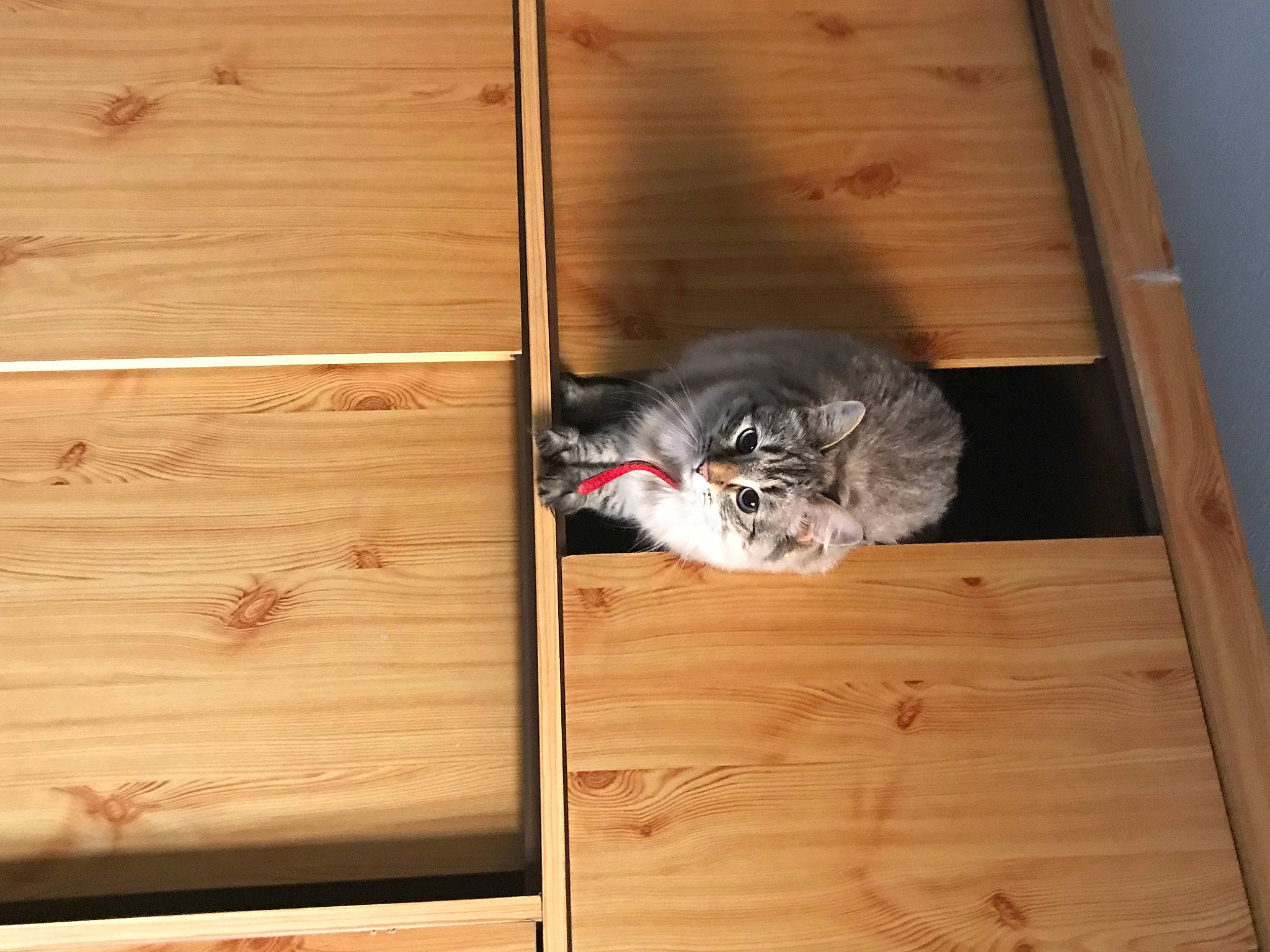 Kimi a rejoint le concours — aidez-le/la à gagner de superbes lots ! carnivore, cat, comfort, domestic_short_haired_cat, fawn, felidae, floor, flooring, fur, hardwood, mammal, plank, plywood, room, small_to_medium_sized_cats, snout, tail, whiskers, wood, wood_stain