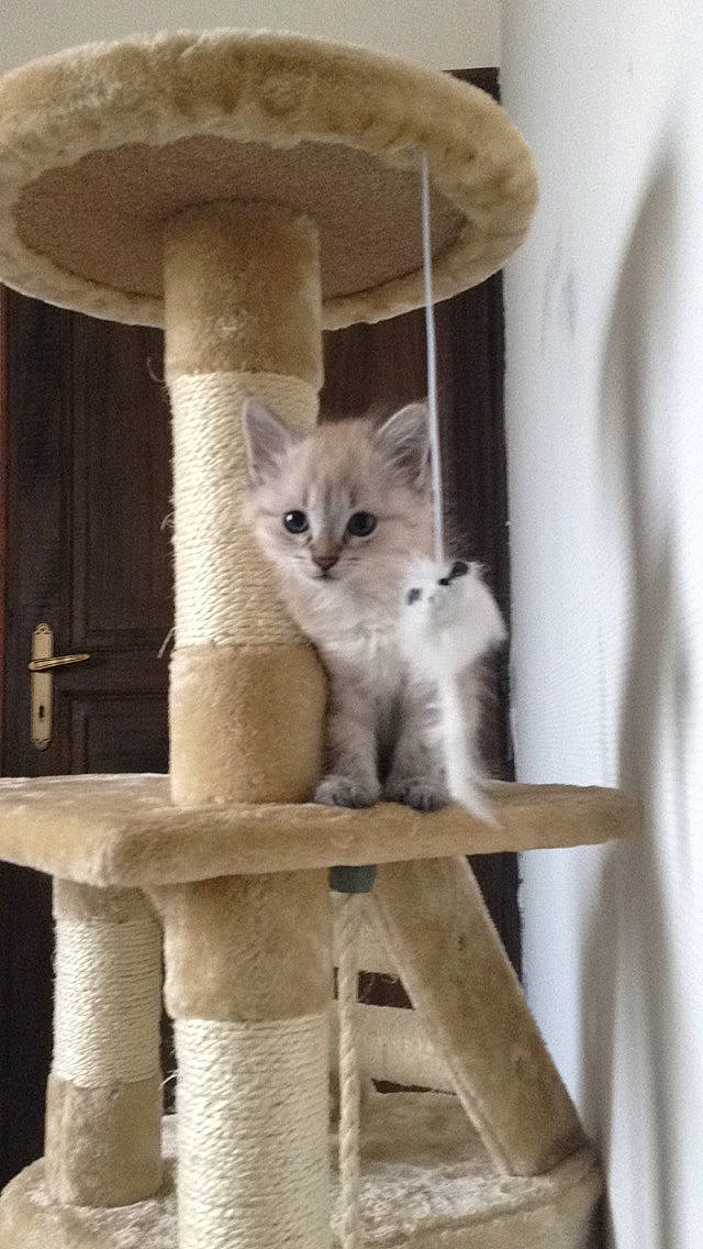 Kimi a rejoint le concours — aidez-le/la à gagner de superbes lots ! carnivore, cat, cat_bed, cat_furniture, cat_supply, chair, domestic_short_haired_cat, fawn, felidae, fur, grey, interior_design, pet_supply, small_to_medium_sized_cats, snout, tail, vertebrate, whiskers, window, wood