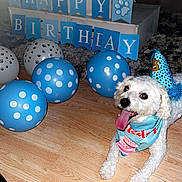 Blizzard joined the competition — help win amazing prizes! dog, birthday, party_hat, bandana, balloons, blue, white, floor, wooden_floor, celebration, banner, paw_print, pet, indoor, happy, tongue_out, festive, decorations, smiling, laying_down