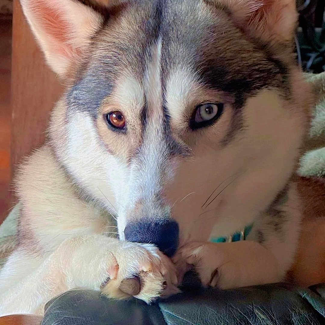 Ursula a rejoint le concours — aidez-le/la à gagner de superbes lots ! animal, blue_eye, brown_eye, close_up, cozy, cute, dog, ears, face, fur, heterochromia, home_decor, husky, indoor, leather, looking, paw, pet, portrait, resting