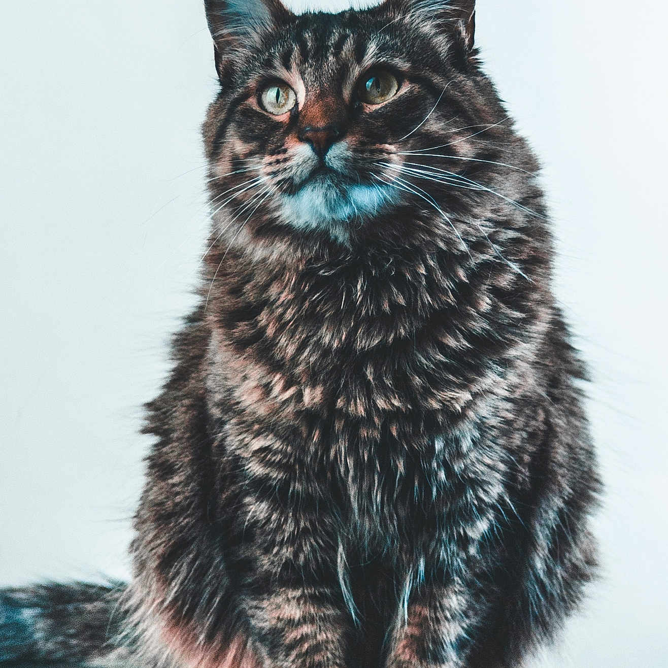 Chewy joined the competition — help win amazing prizes! abyssinian, angora, animal, art, blackcat, cat, egyptiancat, kitten, manx, painting, pet, snout
