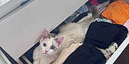 Dora joined the competition — help win amazing prizes! cat, white_cat, blue_eyes, drawer, clothes, folded_clothes, indoor, curious, pet, feline, home, carpet, furniture, storage, cozy, soft_light, looking_up, resting, cute, domestic_animal