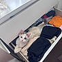 cat, white_cat, blue_eyes, drawer, clothes, folded_clothes, indoor, curious, pet, feline, home, carpet, furniture, storage, cozy, soft_light, looking_up, resting, cute, domestic_animal