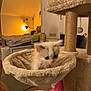 kitten, cat, cat_hammock, scratching_post, indoor, pet, furniture, toy, bedroom, lamp, soft_lighting, white, fluffy, cute, young, animal, cozy, curious, small, feline