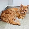 cat, orange_cat, fluffy, feline, pet, indoor, floor, corner, resting, animal, fur, whiskers, ears, paw, cute, domestic_animal, mammal, relaxed, lying_down, blue_eyes
