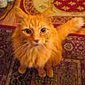 Cheddar is registered to the contest to win money with this photo: cat, orange_cat, fluffy, indoor, carpet, patterned_rug, wood_floor, pet, animal, feline, curious, sitting, looking_up, whiskers, tail, domestic_cat, close_up, fur, cute, eyes