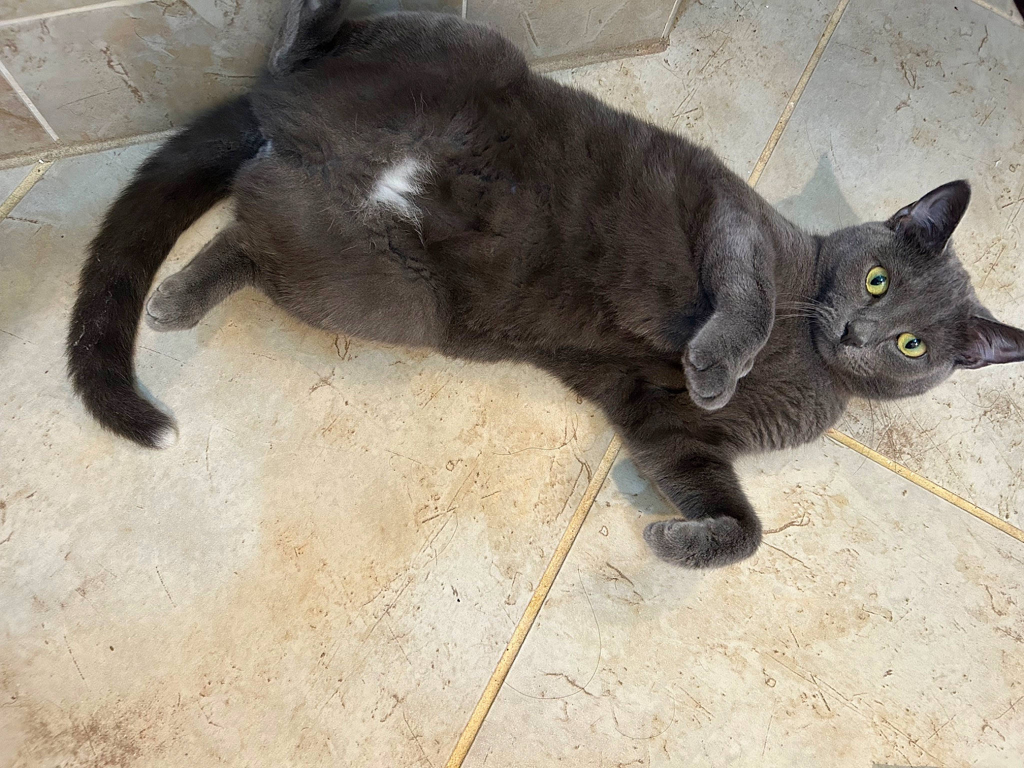 Dahlia joined the competition — help win amazing prizes! balance, black_cat, bombay, carnivore, cat, claw, comfort, domestic_short_haired_cat, felidae, flooring, fur, paw, russian_blue, small_to_medium_sized_cats, snout, tail, terrestrial_animal, whiskers