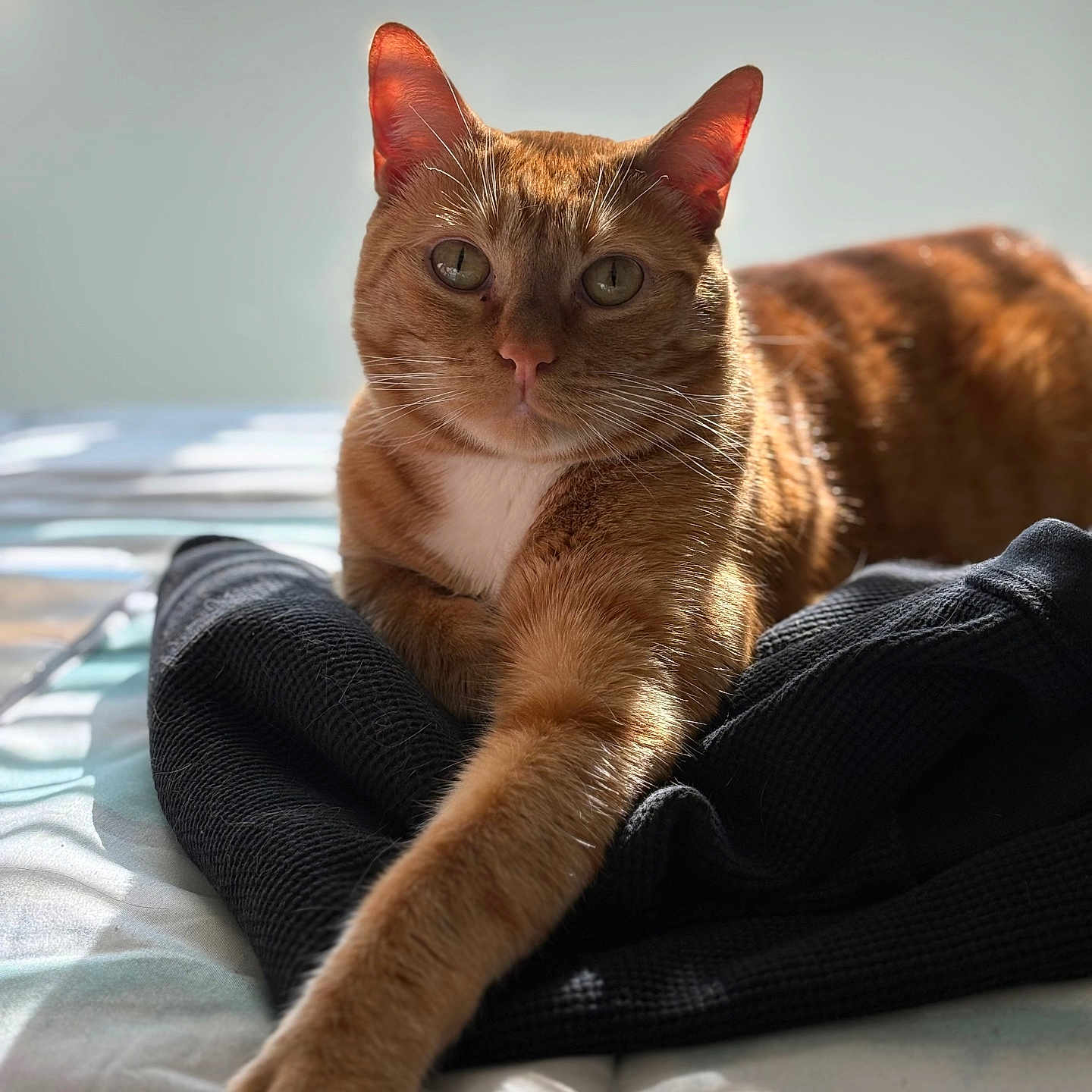 Pumpkin joined the competition — help win amazing prizes! animal, bed, blanket, cat, closeup, cute, domestic, feline, fur, ginger_cat, indoor, looking_at_camera, paw, pet, relaxed, resting, shadow, soft_light, stretching, whiskers