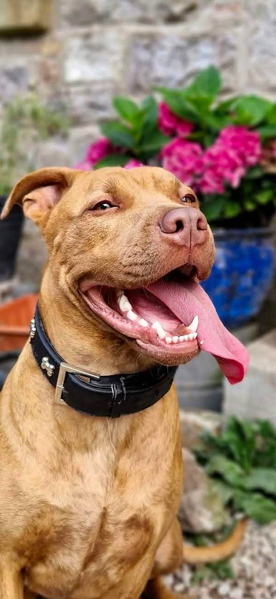 animal, brown_dog, canine, closeup, collar, cute, dog, flower_pot, garden, greenery, happy, muzzle, nature, outdoor, pet, pink_flowers, portrait, sitting, stone_wall, tongue_out