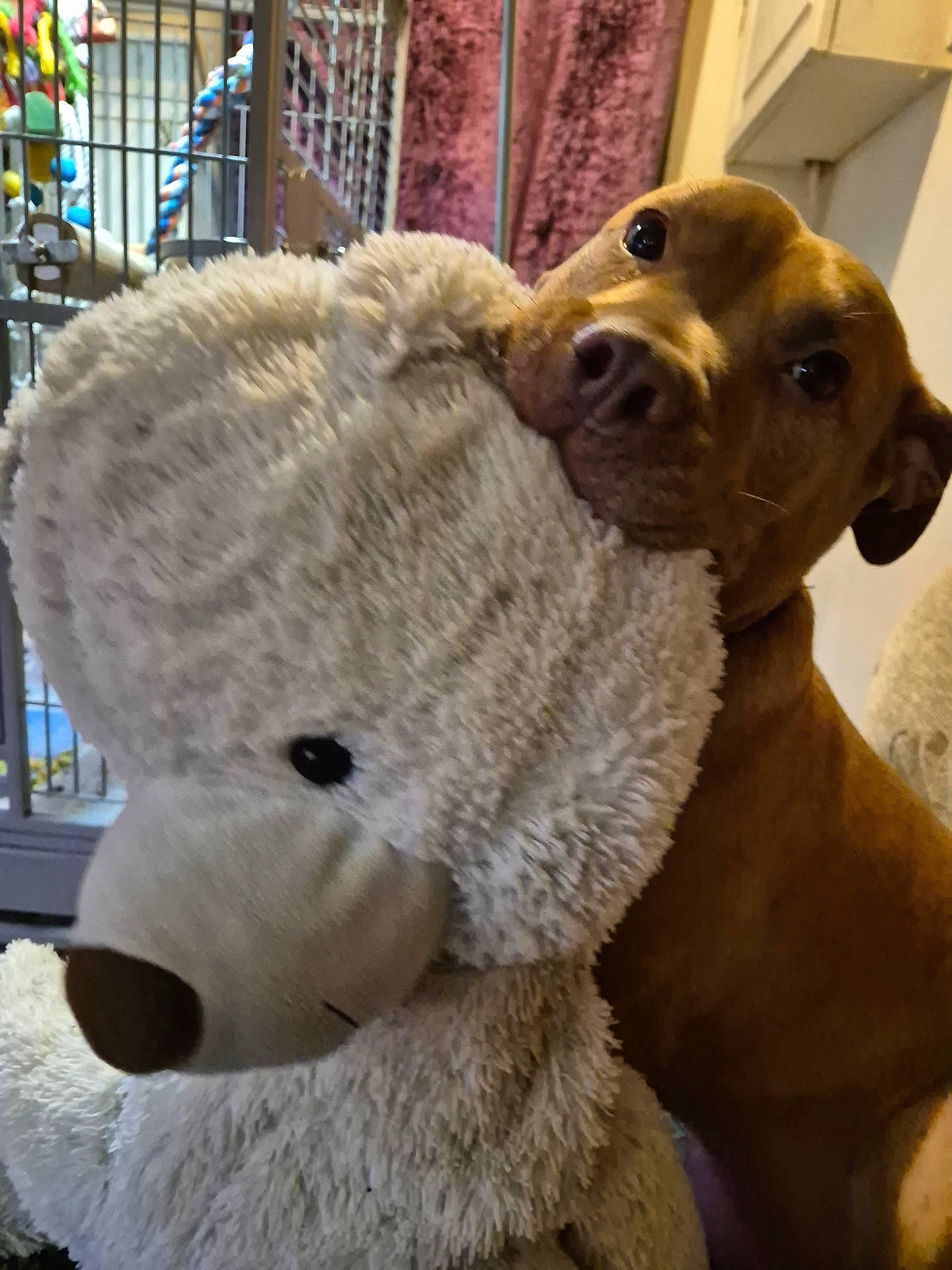 animal, background, brown_dog, cage, close_up, cozy, cute, dog, ears, face, fur, indoor, looking, nose, pet, playful, soft, stuffed_toy, teddy_bear, toy