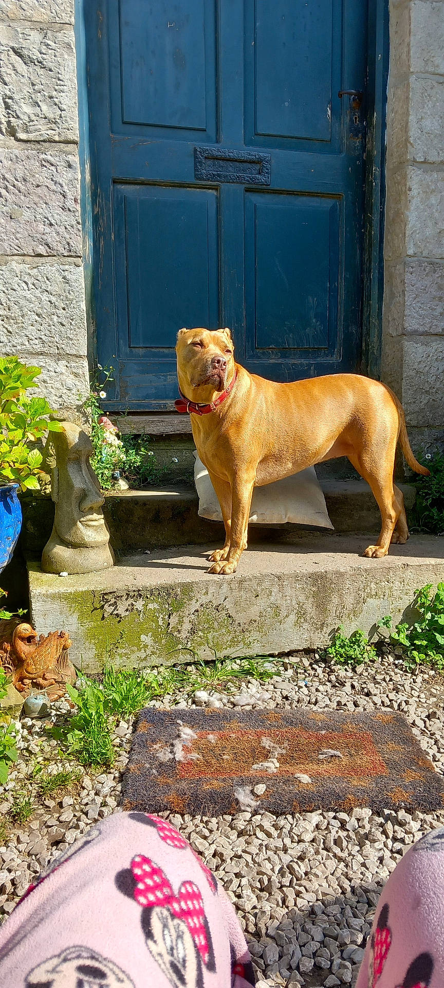 animal, blue_door, casual, collar, daylight, dog, doormat, garden_statue, gravel, home_entrance, minnie_mouse, outdoor, pajamas, pet, plants, shadow, stone_step, stone_wall, sunlight, tan_dog
