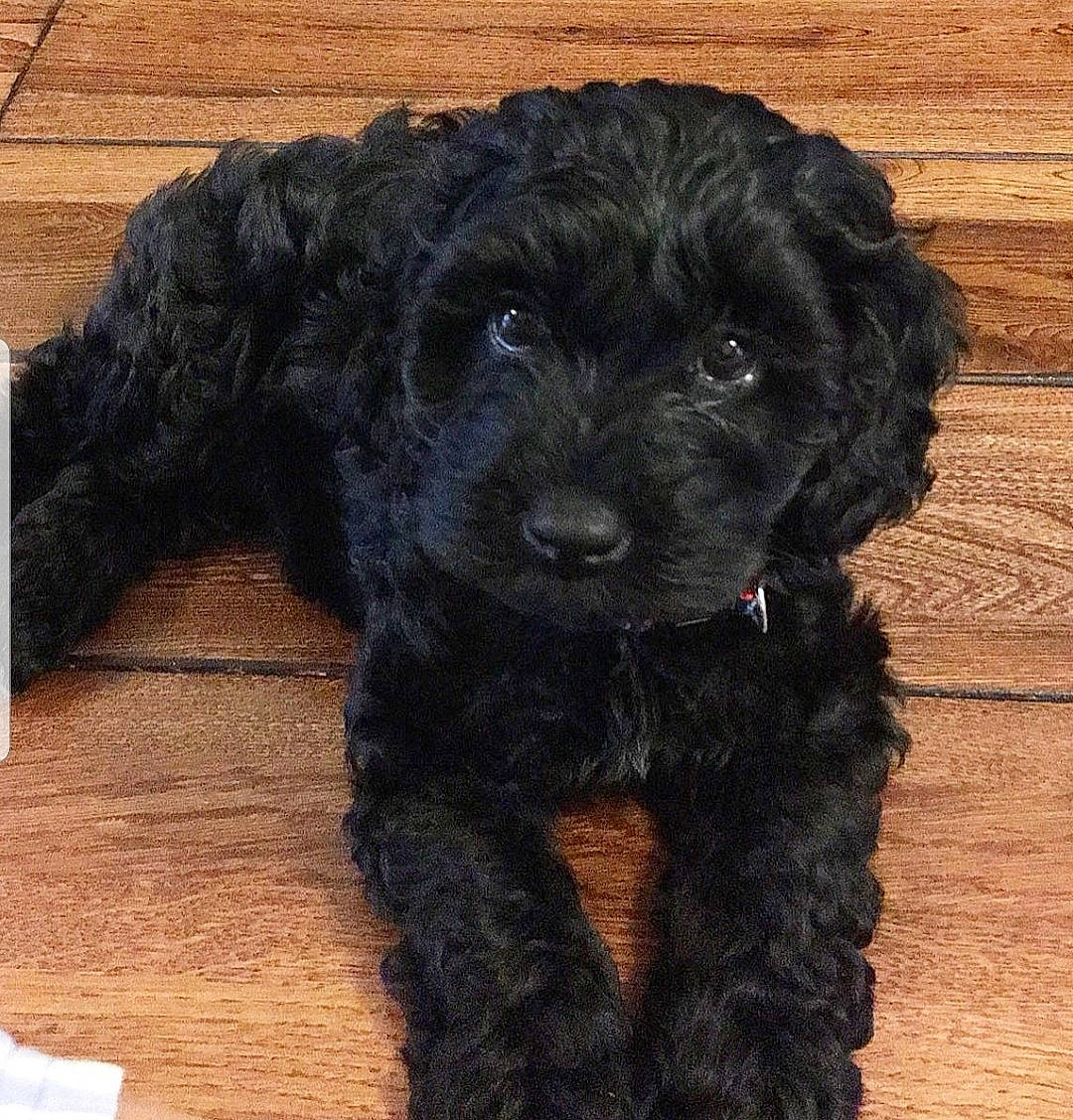 Connie is registered to the contest to win money with this photo: canidae, carnivore, cavapoo, cockapoo, companion_dog, dog, dog_breed, goldendoodle, labradoodle, mammal, poodle_crossbreed, portuguese_water_dog, puppy, schnoodle, shih_poo, spanish_water_dog, sporting_group, toy_poodle, vertebrate, yorkipoo