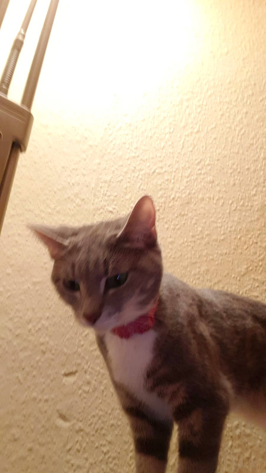 Sox joined the competition — help win amazing prizes! aegean_cat, arabian_mau, asian, carnivore, cat, domestic_short_haired_cat, ear, european_shorthair, fawn, felidae, german_rex, kitten, nose, ojos_azules, small_to_medium_sized_cats, snout, tabby_cat, tail, whiskers