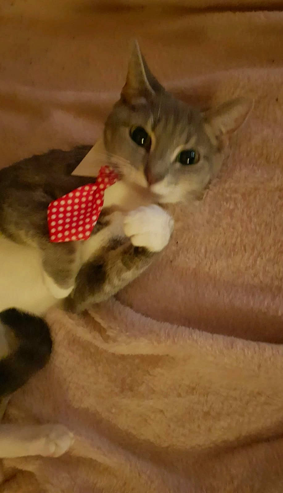 Sox joined the competition — help win amazing prizes! aegean_cat, american_wirehair, arabian_mau, asian, australian_mist, carnivore, cat, chausie, domestic_short_haired_cat, european_shorthair, fawn, felidae, kitten, mammal, polydactyl_cat, singapura, small_to_medium_sized_cats, tabby_cat, vertebrate, whiskers