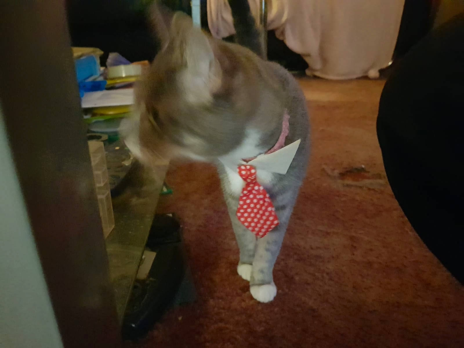 Sox is registered to the contest to win money with this photo: cat, felidae, tail